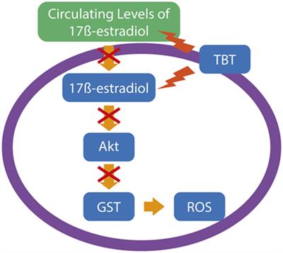 Organotins in Neuronal Damage, Brain Function, and Behavior: A Short Review